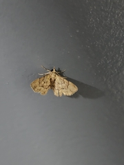 Gymnoscelis lophopus