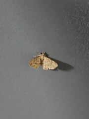 Gymnoscelis lophopus