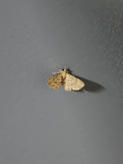 Gymnoscelis lophopus