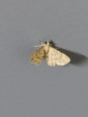 Gymnoscelis lophopus
