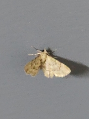 Gymnoscelis lophopus