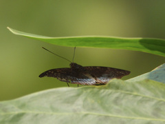 Euthalia monina