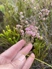 Erica barbigeroides