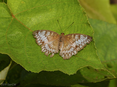 Euthalia kanda