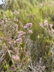 Erica barbigeroides