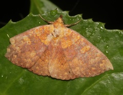 Singara diversalis