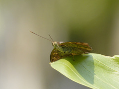 Euthalia monina