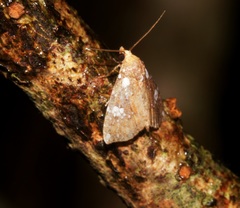 Rivula niveipuncta