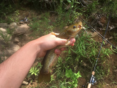 Ameiurus brunneus