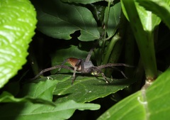 Dolomedes sulfureus