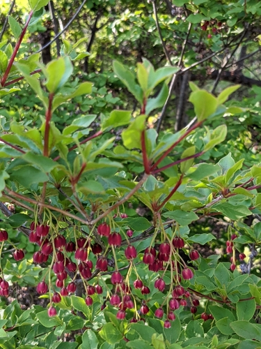 Enkianthus cernuus iNat (3)