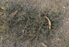 Indigofera linnaei