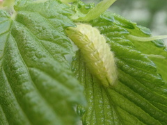 Satyrium w-album