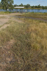 Indigofera linnaei