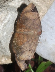 Mecodina praecipua