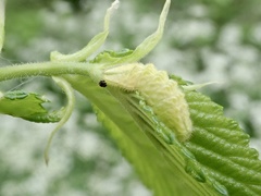 Satyrium w-album