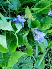 Viola odorata