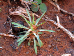 Ifloga glomerata