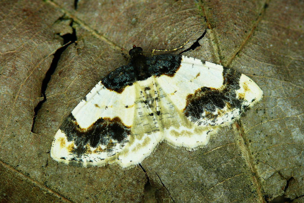 Scorched Carpet, photo 1 of 7