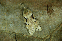 Semioscopis steinkellneriana