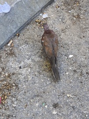 Streptopelia senegalensis