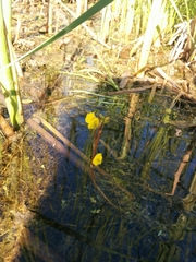 Utricularia