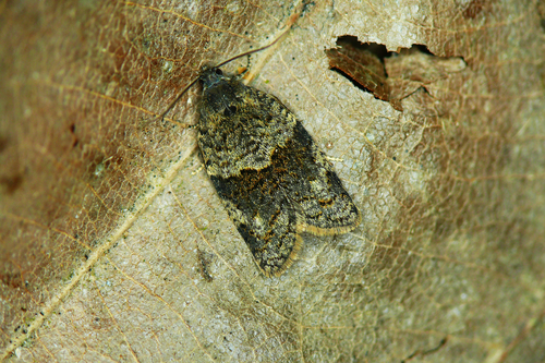 Plačiajuostis syndemis nuotrauka