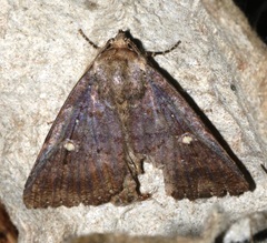 Hypersypnoides submarginata