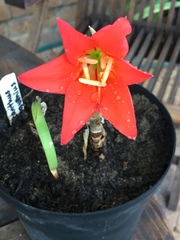 Cyrtanthus sanguineus