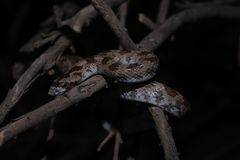 Lytorhynchus ridgewayi