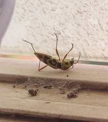 Chlorophorus annularis