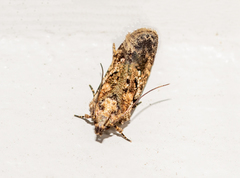 Chionodes pereyra