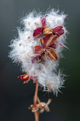 Eriospermum dielsianum