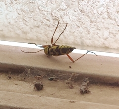 Chlorophorus annularis