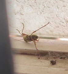 Chlorophorus annularis