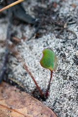 Eriospermum dielsianum
