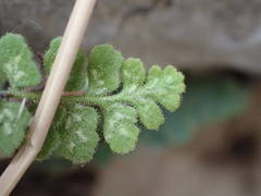 Asplenium petrarchae petrarchae