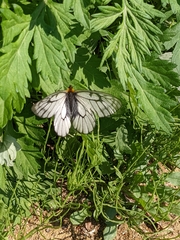 Parnassius glacialis