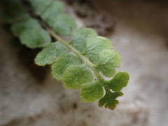 Asplenium petrarchae petrarchae