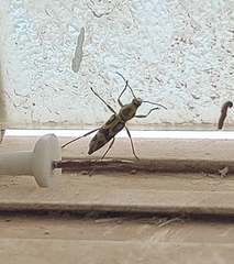 Chlorophorus annularis