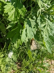 Parnassius glacialis