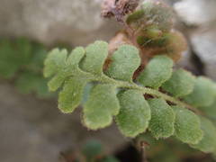 Asplenium petrarchae petrarchae