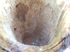 Melanerpes carolinus