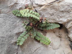 Asplenium petrarchae petrarchae