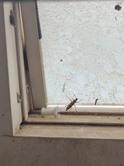 Chlorophorus annularis