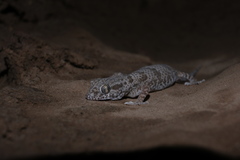 Bunopus crassicauda