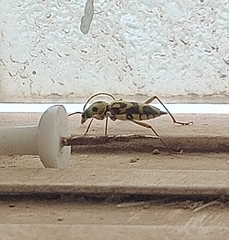 Chlorophorus annularis