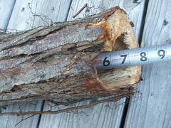 Melanerpes carolinus