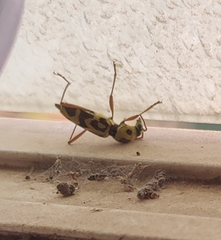 Chlorophorus annularis