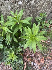 Chamaenerion angustifolium